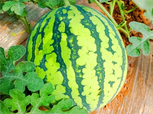 卯哥吃瓜网,揭秘娱乐圈最新热点，带你领略幕后故事