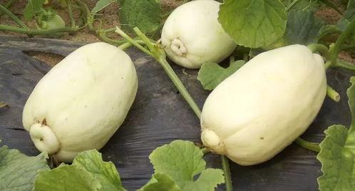 潍坊吃瓜网红事件