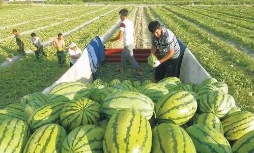 国网济南培训吃瓜,揭秘培训现场那些“吃瓜”瞬间